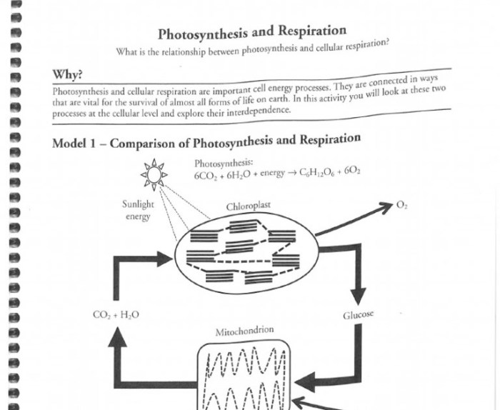 Cellular respiration pogil answers key