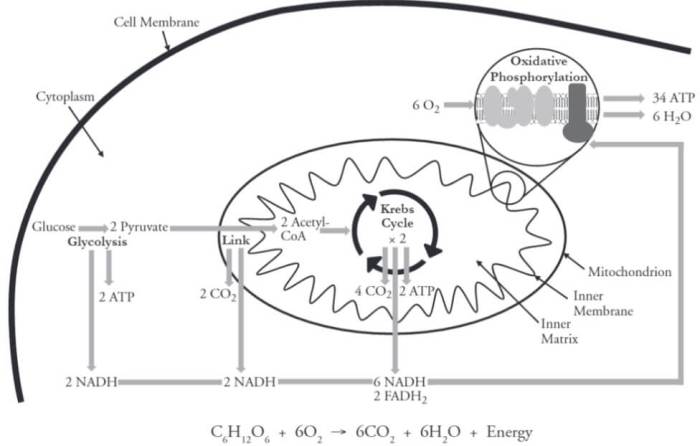 Cellular respiration pogil answers key