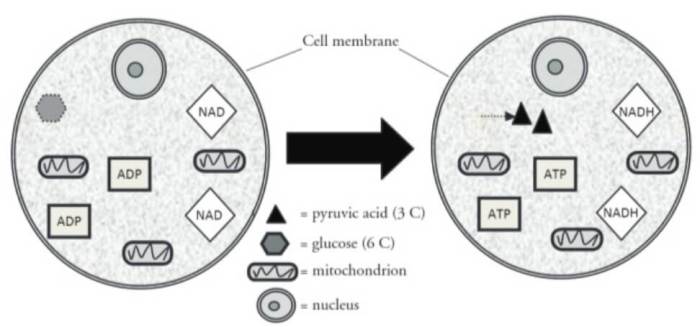 Cellular respiration pogil answers key