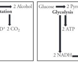 Cellular respiration pogil answers key