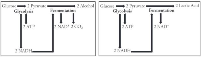 Cellular respiration pogil answers key